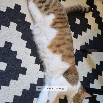 Photo de chat perdu à Brinon Sur Sauldre