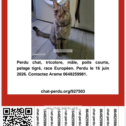 Photo 1/1 Fluki Chat perdu à Cagnes Sur Mer