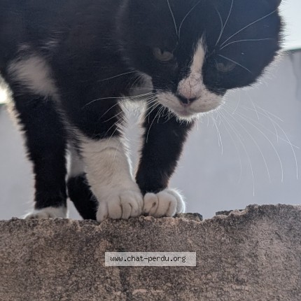 Photo de chat trouvé à Tourcoing