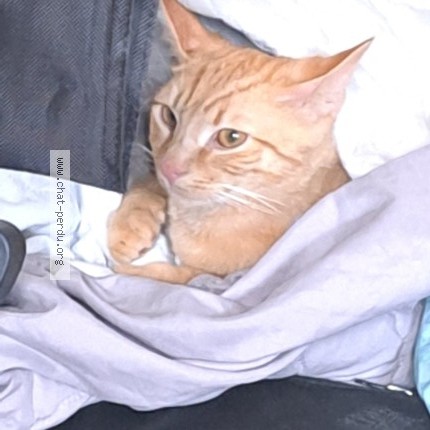 Photo de chat perdu à Reignac