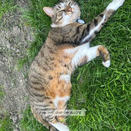 Photo 1/1 atena Chat perdu à Beauvois En Cambresis