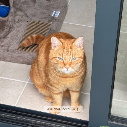 Photo 1/2 Chat retrouvé Perdu à La Marne