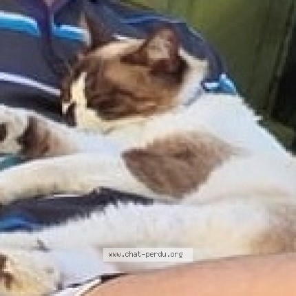 Photo de chat perdu à Les Olives Marseille