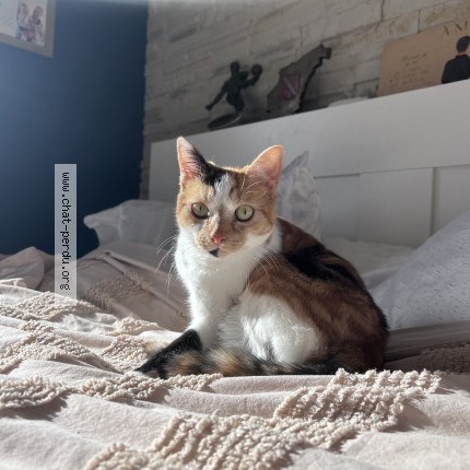 Photo de chat perdu à Port Saint Pere