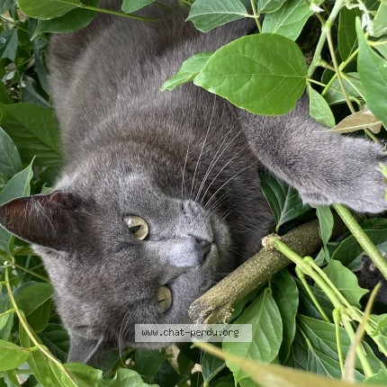 Photo de chat perdu à St Paul