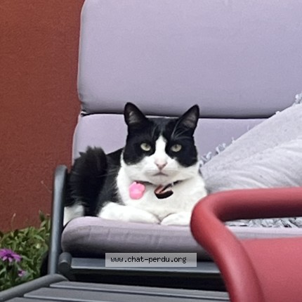 Photo 1/1 Chat retrouvé Perdu à Courbevoie