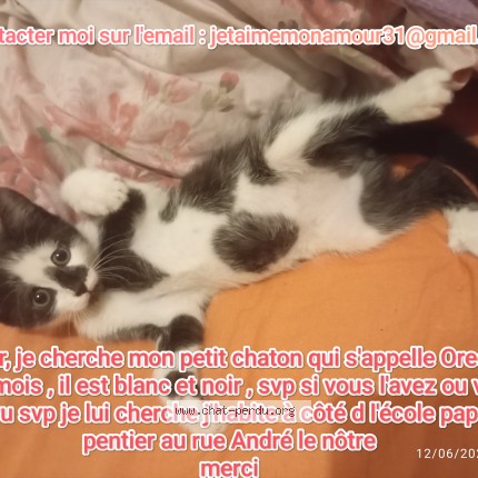 Photo 1/1 oreo Chat perdu à Montpellier