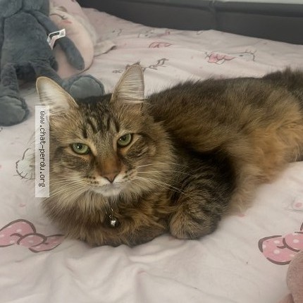 Photo de chat perdu à Roissy En Brie
