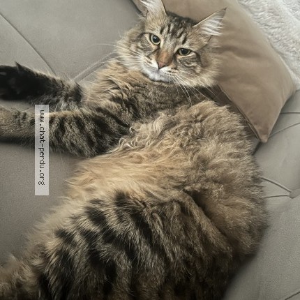 Photo 2/2 péchère Chat perdu à Roissy En Brie