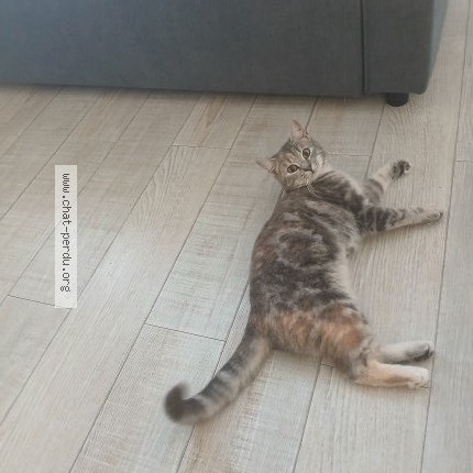 Photo 1/1 Chat retrouvé Perdu à Civray De Touraine