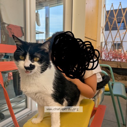 Photo de chat perdu à Lyon