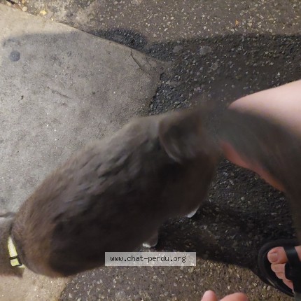 Photo de chat trouvé à Lille