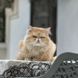 simba