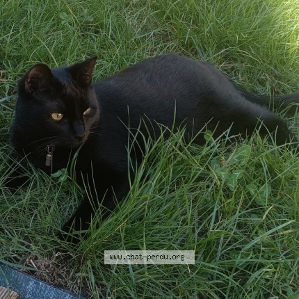 Photo 1/1 Chat retrouvé Perdu à Poitiers