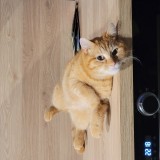 Pixel