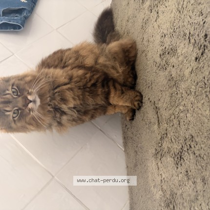 Photo 2/2 claquette Chat perdu à Merschers Sur Gironde