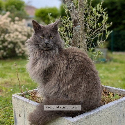 Photo 2/2 Chat retrouvé Perdu à Vayres
