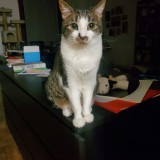 Luci