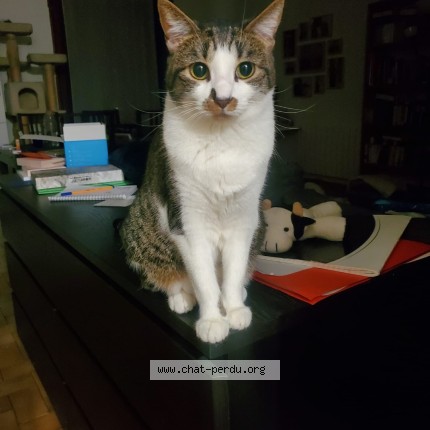Photo de chat perdu à Vernaison