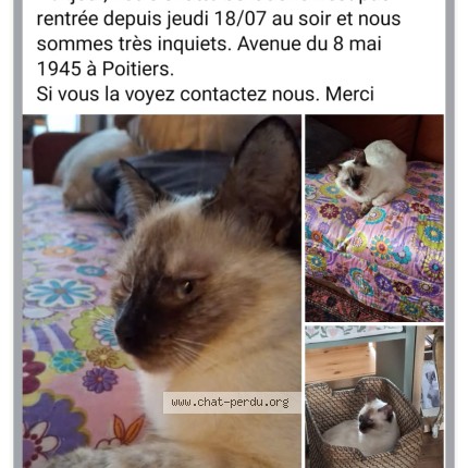 Photo 1/1 belladone Chat perdu à Poitiers