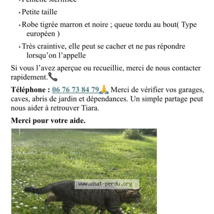 Photo 1/1 tiara Chat perdu à Cessieu