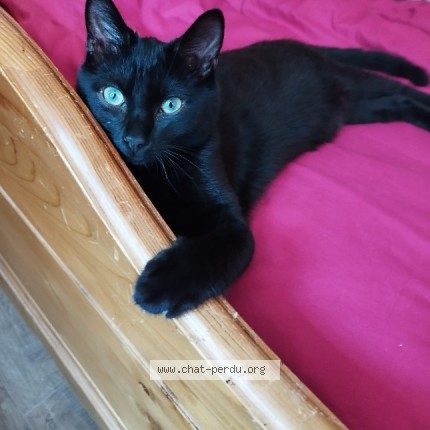 Photo 1/1 Chat retrouvé Perdu à Saint Clair Sur Epte