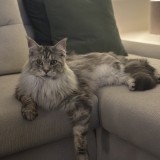 L&eacute;on