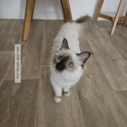 Photo de chat trouvé à Levallois Perret