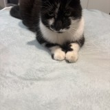 kiki