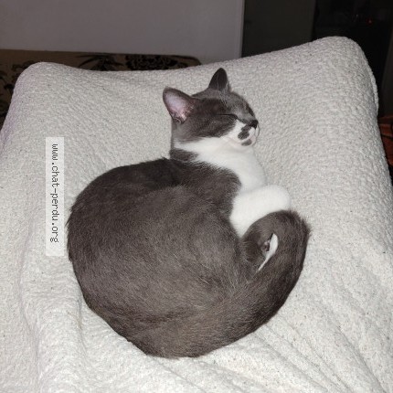 Photo 1/1 Chat retrouvé Perdu à Tours