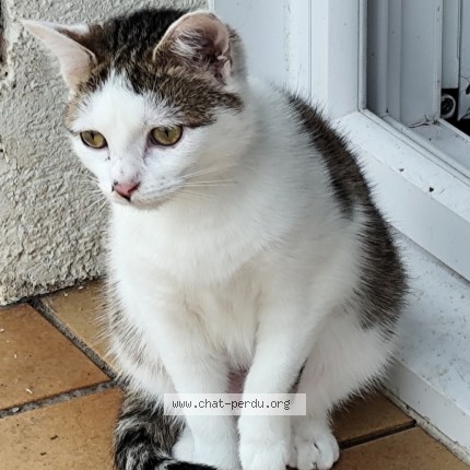 Photo 1/1 Minnie Chat perdu à Liverdun