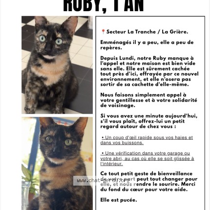 Photo 1/1 ruby Chat perdu à La Tranche Sur Mer