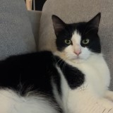 Domino