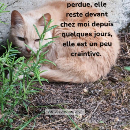Photo de chat trouvé à Coulaines