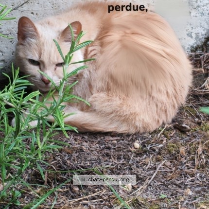 Photo 2/2 Chat trouvé Trouvé à Coulaines