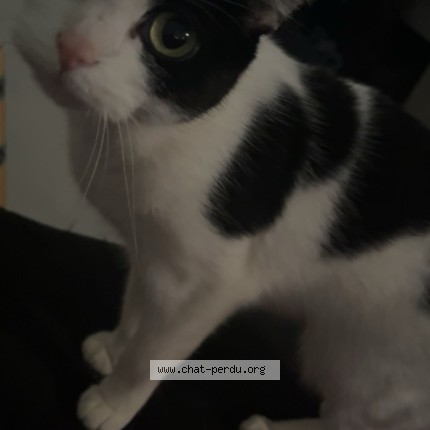Photo 1/1 chanel Chat perdu à Hellemmes