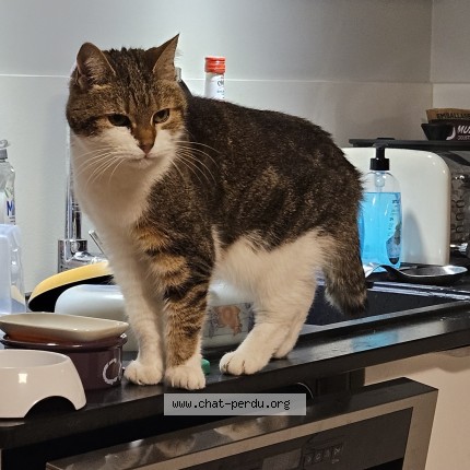 Photo de chat perdu à Serris