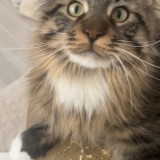Rajah