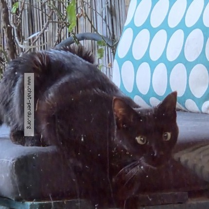 Photo de chat trouvé à Aix En Provence