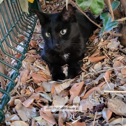 Photo 2/2 Chat trouvé Trouvé à Aix En Provence