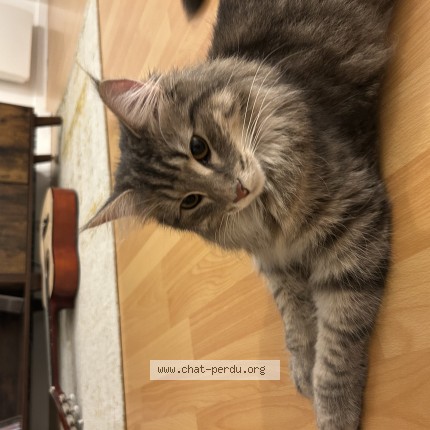 Photo 1/1 Tita Chat perdu à Montrouge