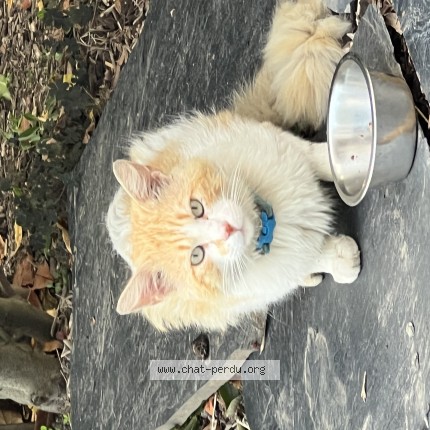 Photo 1/1 Chat trouvé Trouvé à Neuville En Ferrain