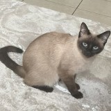 Moka