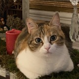 Minnie