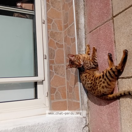 Photo 1/1 Léou Chat perdu à Eaubonne