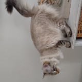 WILLOW