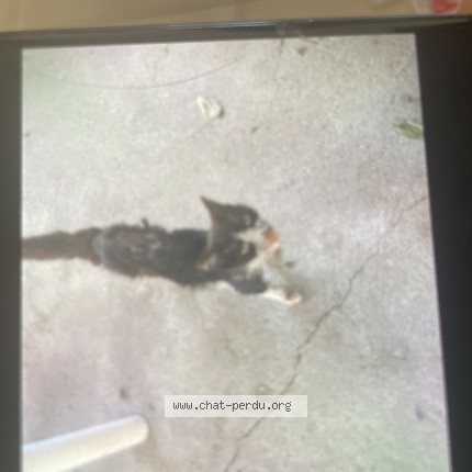 Photo 1/1 Chat trouvé Trouvé à Sainte Savine