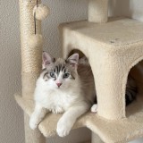 Miumiu