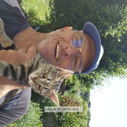 Photo de chat perdu à Vauhallan