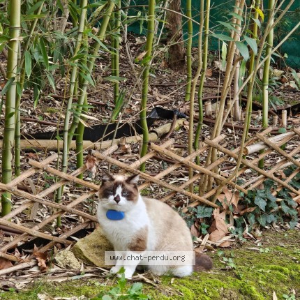 Photo de chat perdu à Allauch